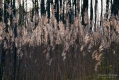 113_Biebrza - kwiecien 2011